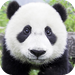 Panda Wallpaper Collections